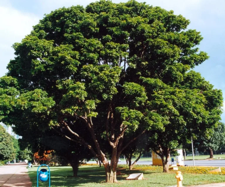 pau-brasil