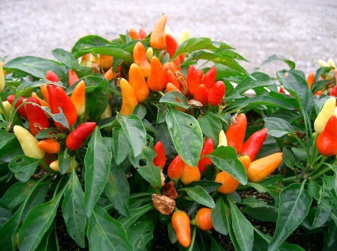 Pimenta vermelha 7 Pimenta vermelha