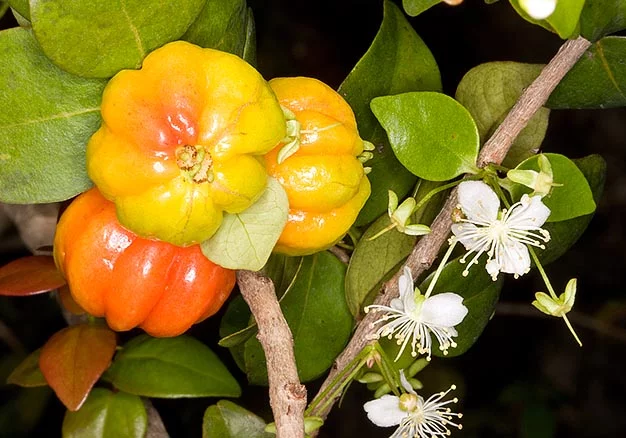 Pitanga 6 Folhas e frutos de pitanga Eugenia uniflora L. em galho - chá da folha