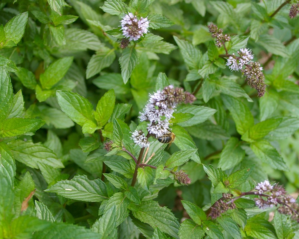 Poejo 1 Poejo (Mentha pulegium L.), erva aromática de folhas pequenas e verdes, com caules finos e ramificados.