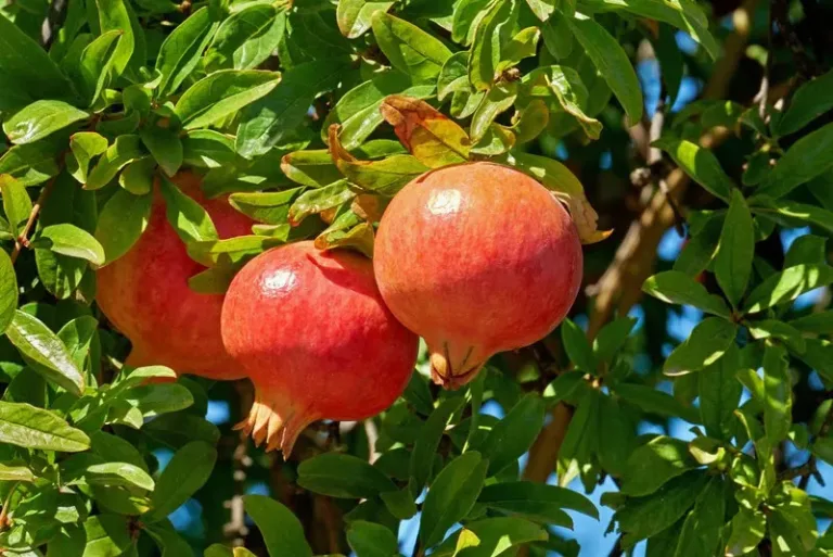 Romã
