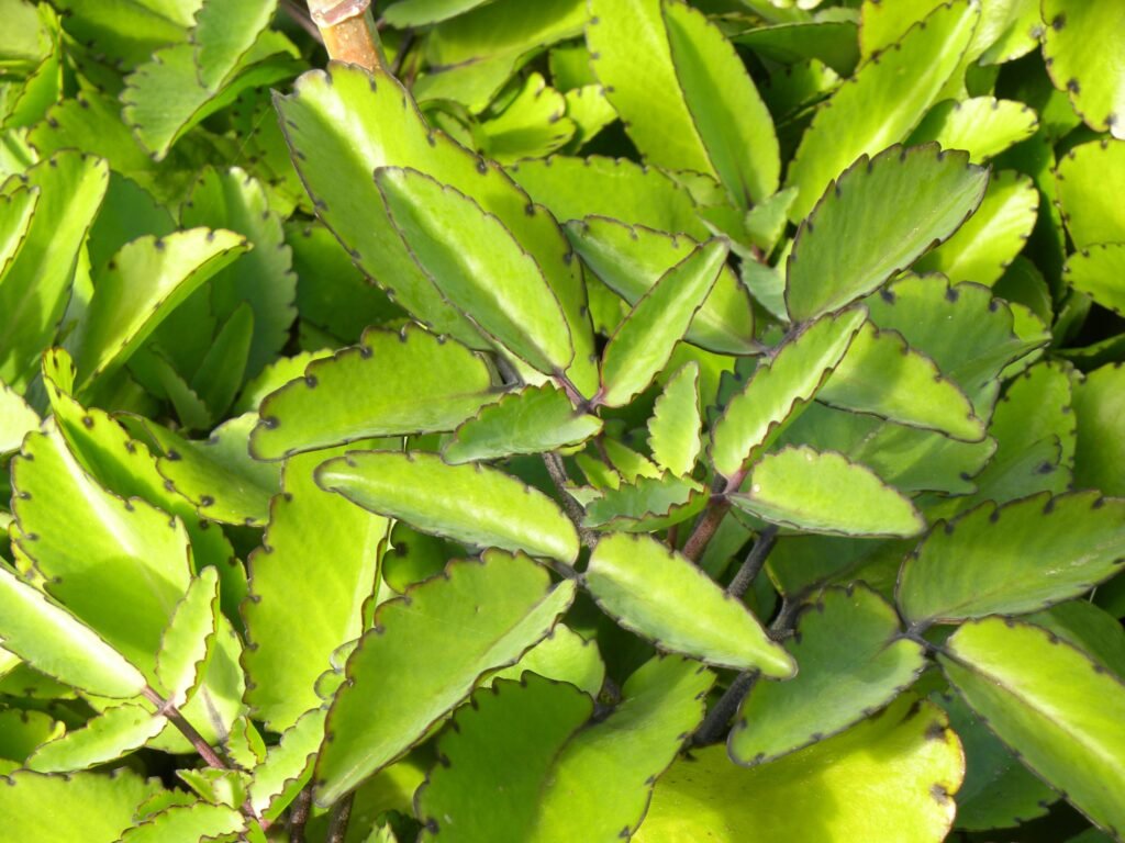 Saião / folha-da-fortuna 1 Folha-da-fortuna Kalanchoe pinnata Lam Pers folhas carnudas com bordas serrilhadas