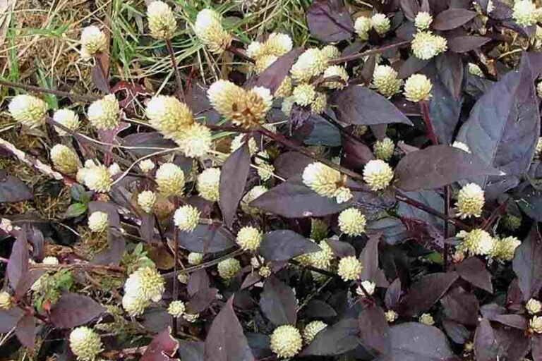 Terramicina 2 Terramicina (Alternanthera brasiliana (L.) Kuntze), planta da família Amaranthaceae com folhas verdes ou arroxeadas.