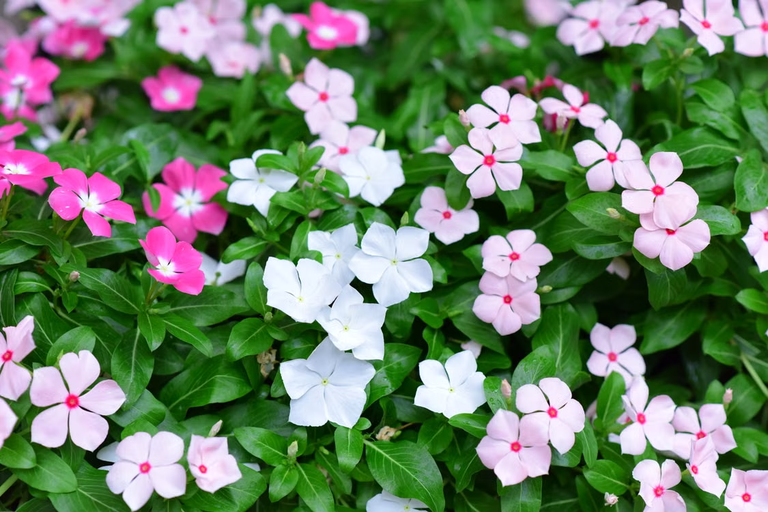 Vinca (Catharanthus roseus), planta medicinal