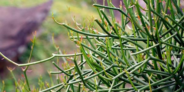 Avelós 9 Avelós (Euphorbia tirucalli), planta medicinal