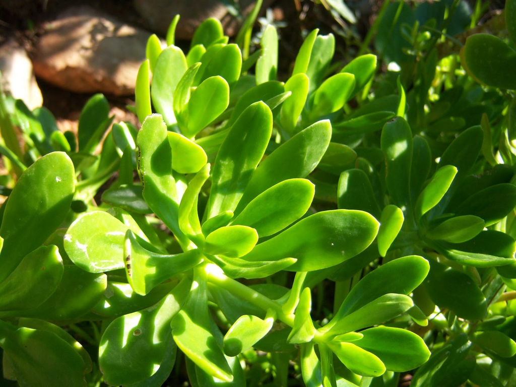 Bálsamo (Sedum dendroideum), planta suculenta medicinal